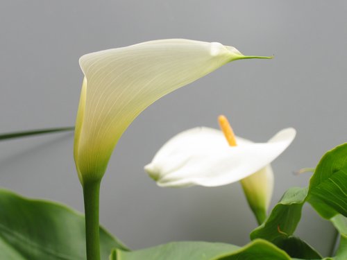 White Calla Lily