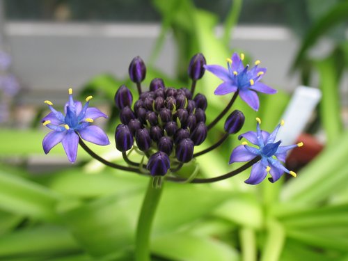 Lily Macro 1