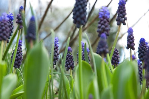Grape Hyacinth
