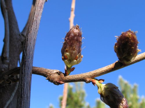 Wisteria Buds