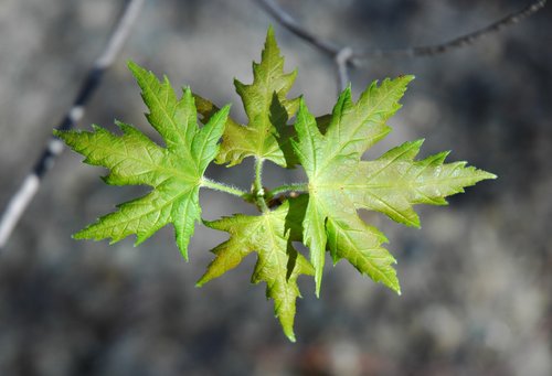 New Leaves