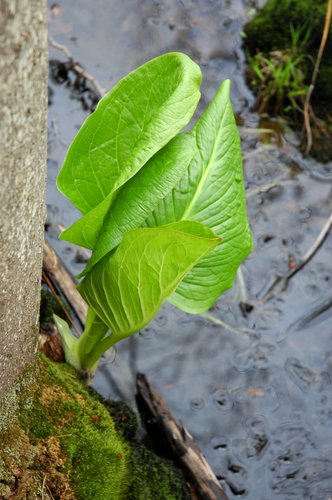 Skunk Cabbage