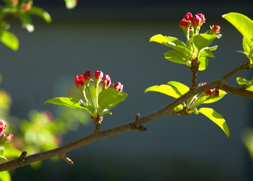 Crab Apple Blossoms