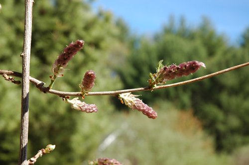 Wisteria Buds 3