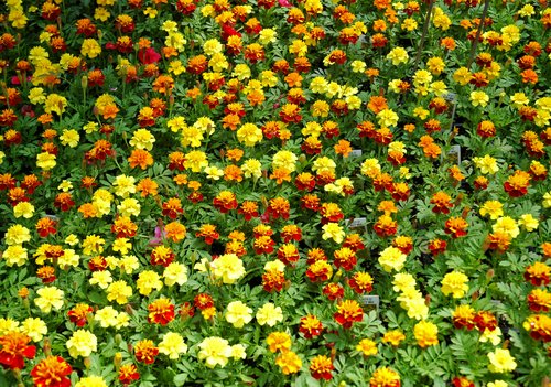 Marigold Seedlings
