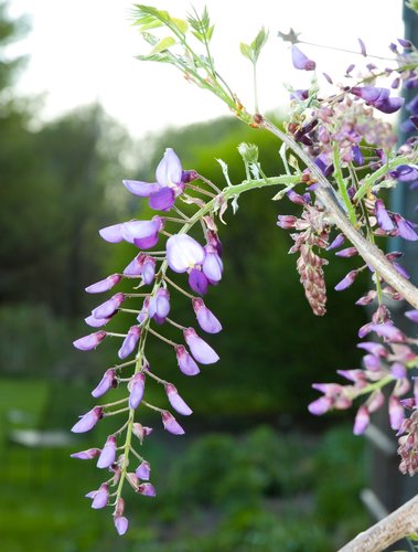 Wisteria