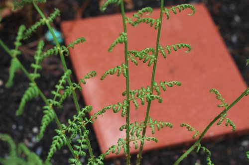 Fern Garden