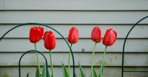 5 Red Tulips