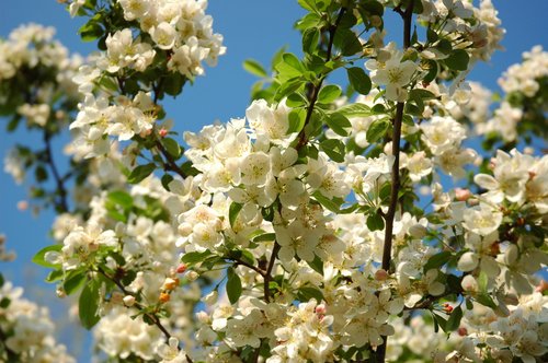 Crab Apple Blossoms