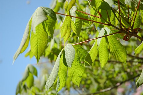 Bottlebrush Buckeye (Leaves)