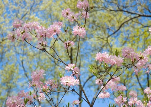 Light Pink Azalea