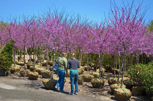 American Eastern Redbud