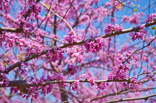 Pink Redbud Blossoms