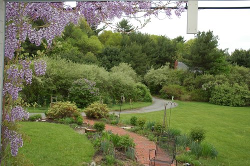 Front Yard Framed by Wisteria Vine