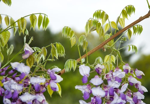 Wisteria and Sky