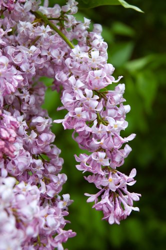 Lilacs