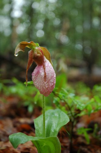 Wet Lady Slipper Orchid