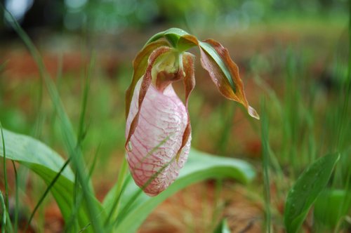 Pink Lady Slipper