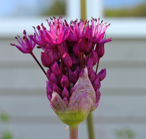 Purple Allium