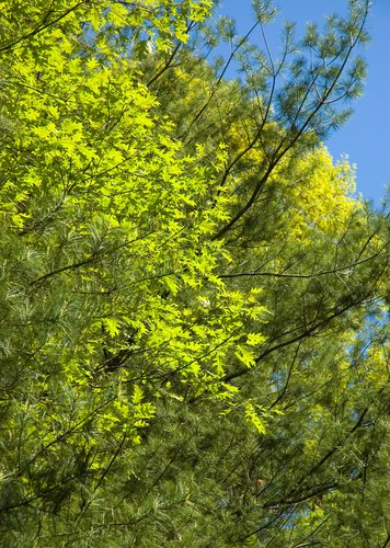 Layers of Green (Study)