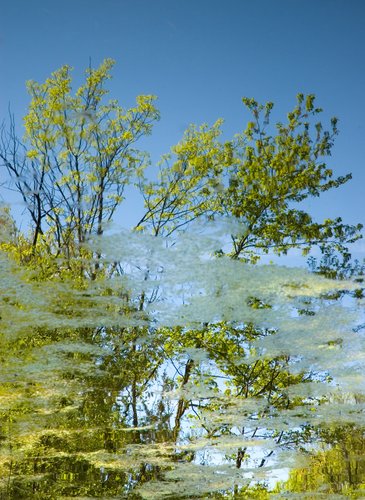 Floating in Clouds of Green Algae
