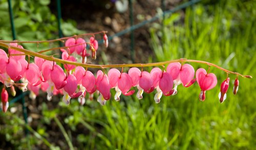 Pink Bleeding Hearts