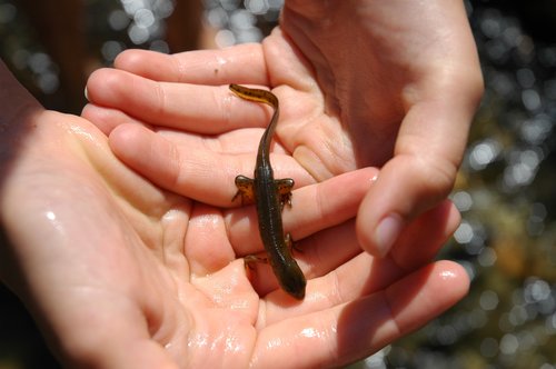 Eastern Newt (Adult)