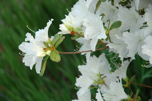 White Azalea Blossoms