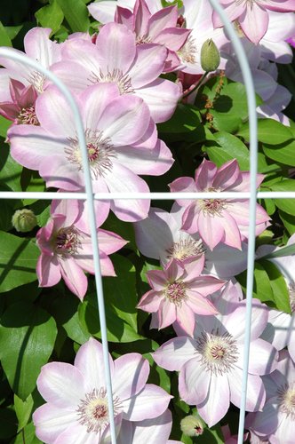 Clematis Vine