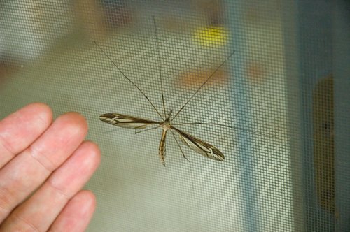 Large Mosquito-like Insect