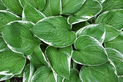 Hostas