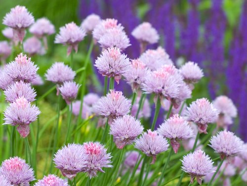 Chives