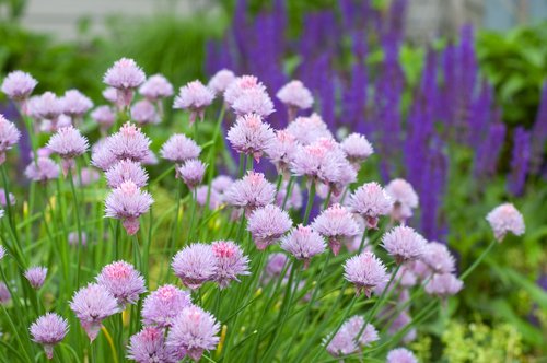 Chives