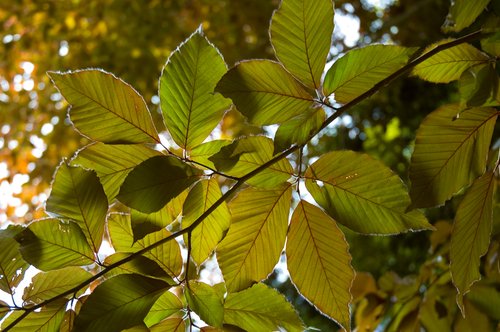 Copper Beech Leaves