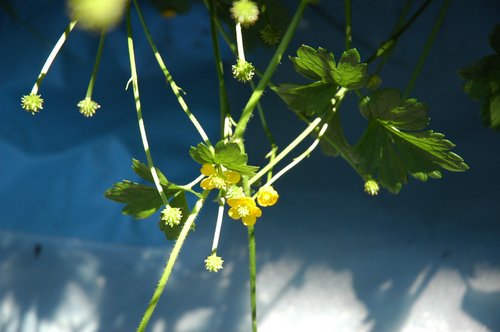 Garden Light 1