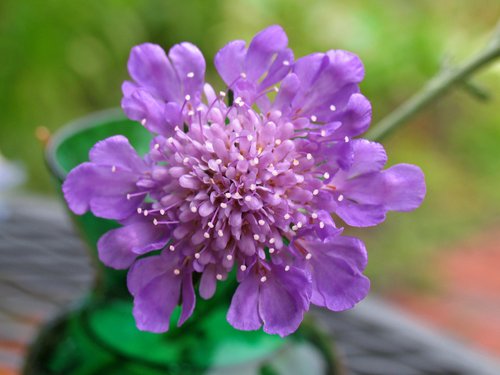 Pincushion Flower