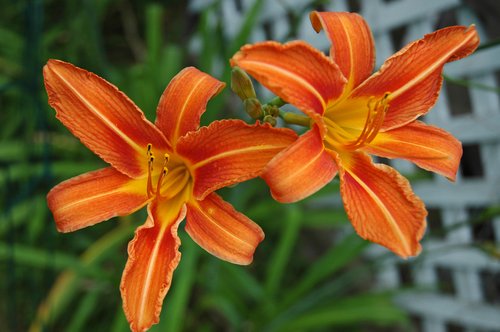 Orange Tiger Lilies