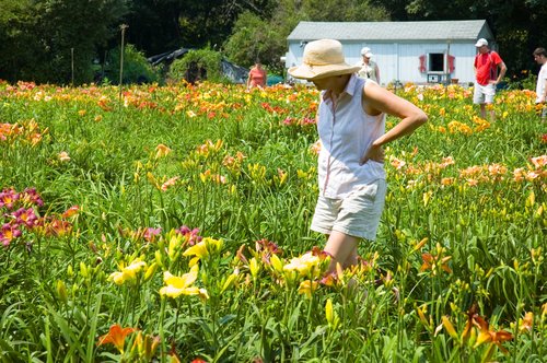 Daylily Farm