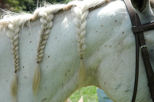 Merlin's Braids