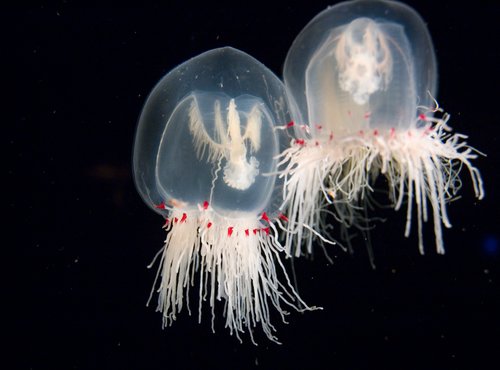 Jellyfish